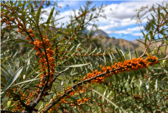 Sea buckthorn berries on the branch with mountain backdrop, Leh India